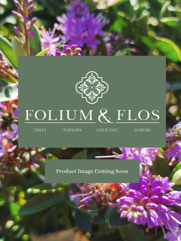 Carex testacea 'Prairie Fire' Carex testacea