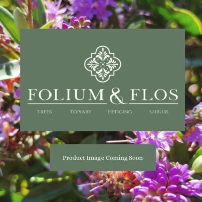 About Us Citrus aurantiifolia (Key Lime)