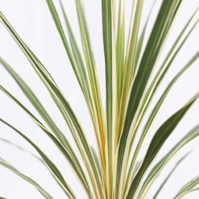 Cordyline Austalis Torbay Dazzler