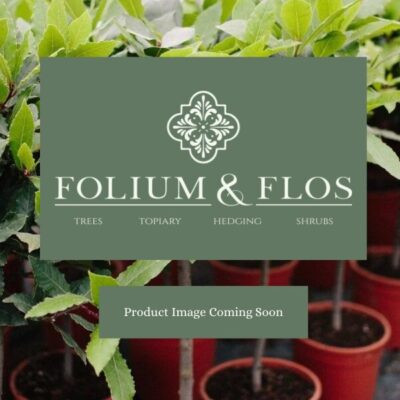 Planting Terms and Conditions Fargesia nitida 'Black Pearl'