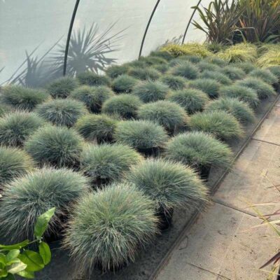 Planting Terms and Conditions Festuca glauca 'Elijah Blue'