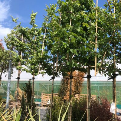 About Us Carpinus betulus (Hornbeam) Pleached Tree