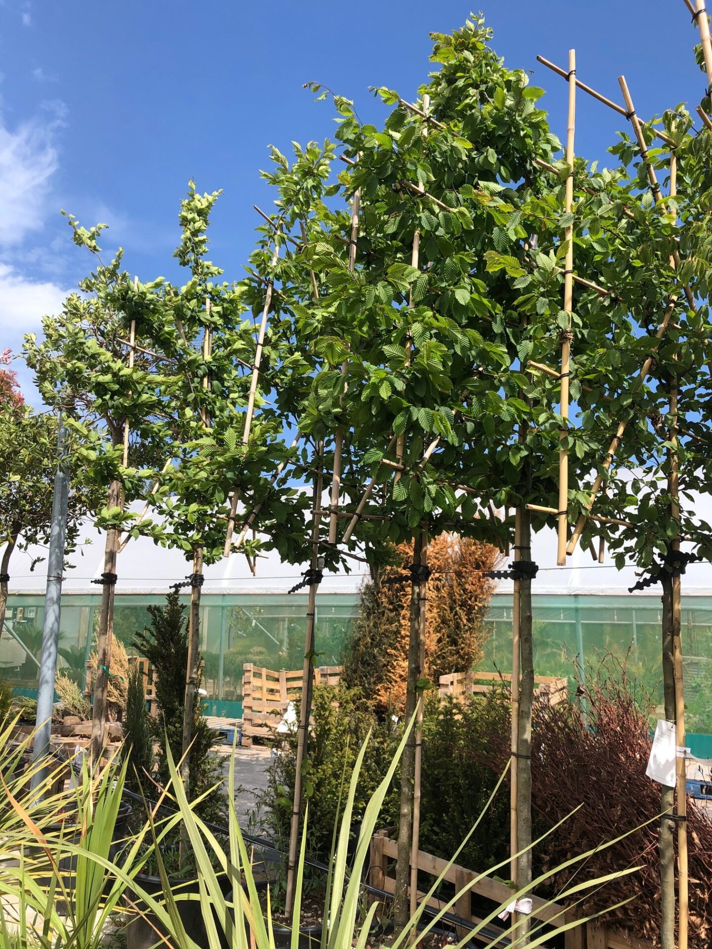 Carpinus betulus (Hornbeam) Pleached Tree Carpinus betulus (Hornbeam) Pleached Tree