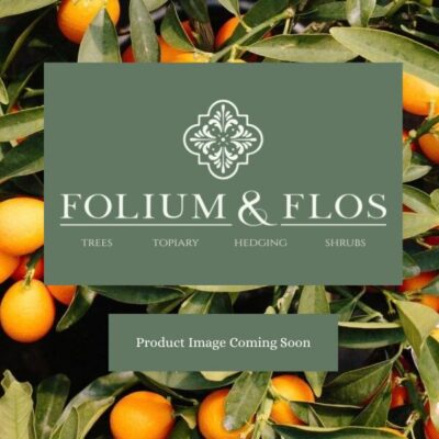 Product Image coming soon