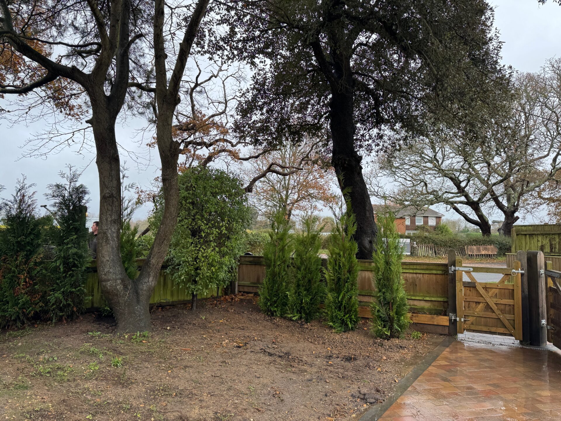 Gnarled Olive Tree Planting Highcliffe