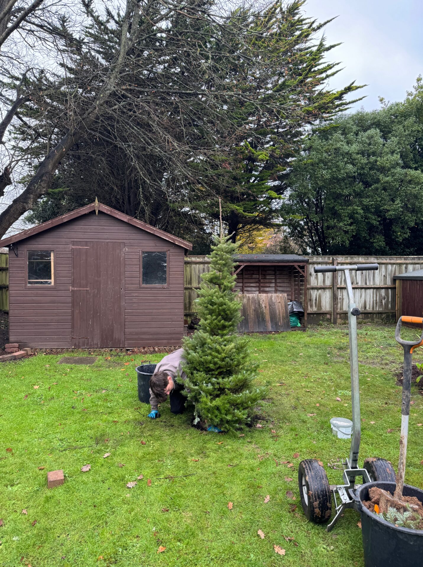 Specimen Pine Planting