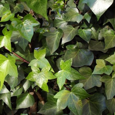 Hedera helix wholesale