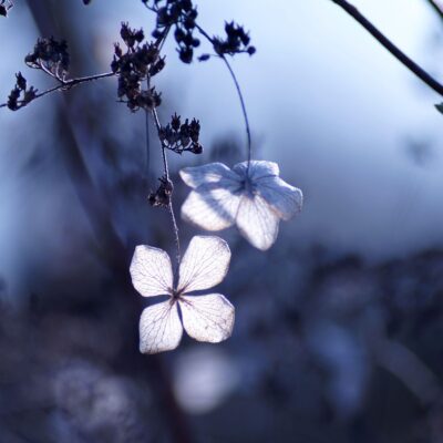 Planting Terms and Conditions Hydrangea anomala petiolaris