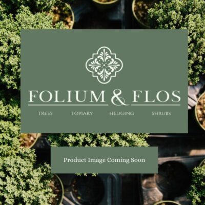 Miscanthus sinensis Flamingo