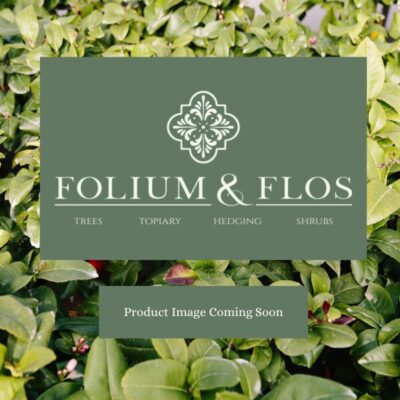 Planting Terms and Conditions Miscanthus sinensis Red Chief