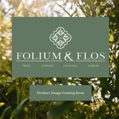 Planting Terms and Conditions Miscanthus sinensis Zebrinus