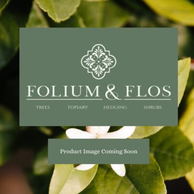 Planting Terms and Conditions Pennisetum alopecuriodes Hameln