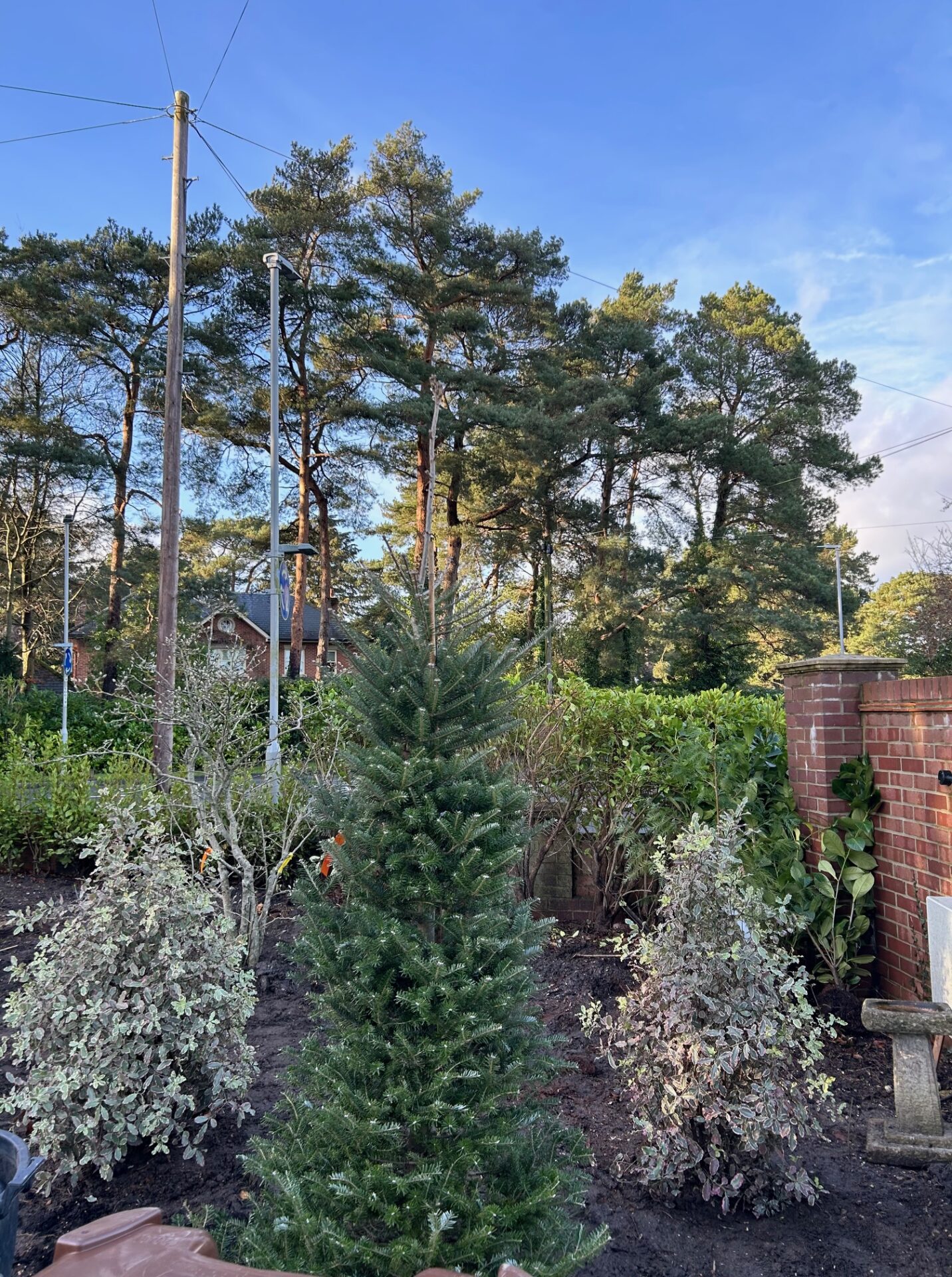 Planting service in Ferndown Dorset 