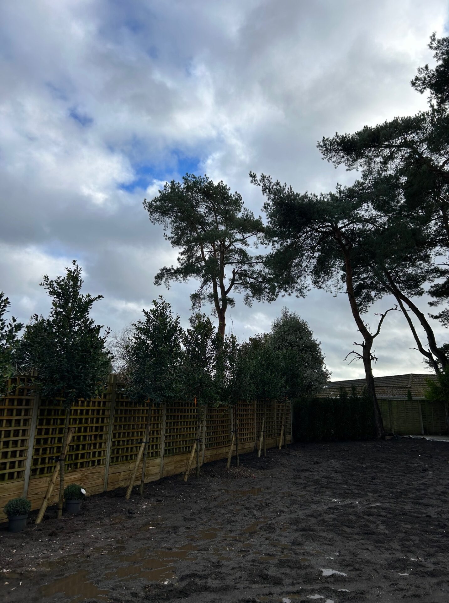 Planting service in Ferndown Dorset (5)