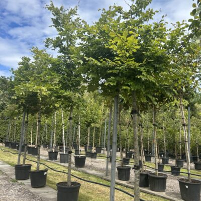 Fagus sylvatica (Common Beech)