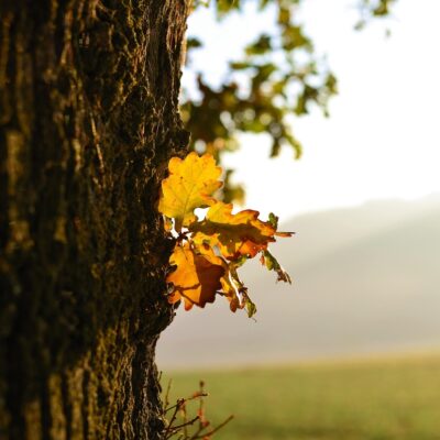 Quercus robur (English Oak)