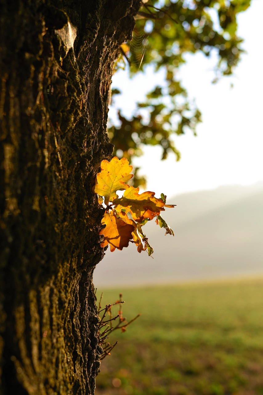 Quercus robur (English Oak) Quercus robur (English Oak)