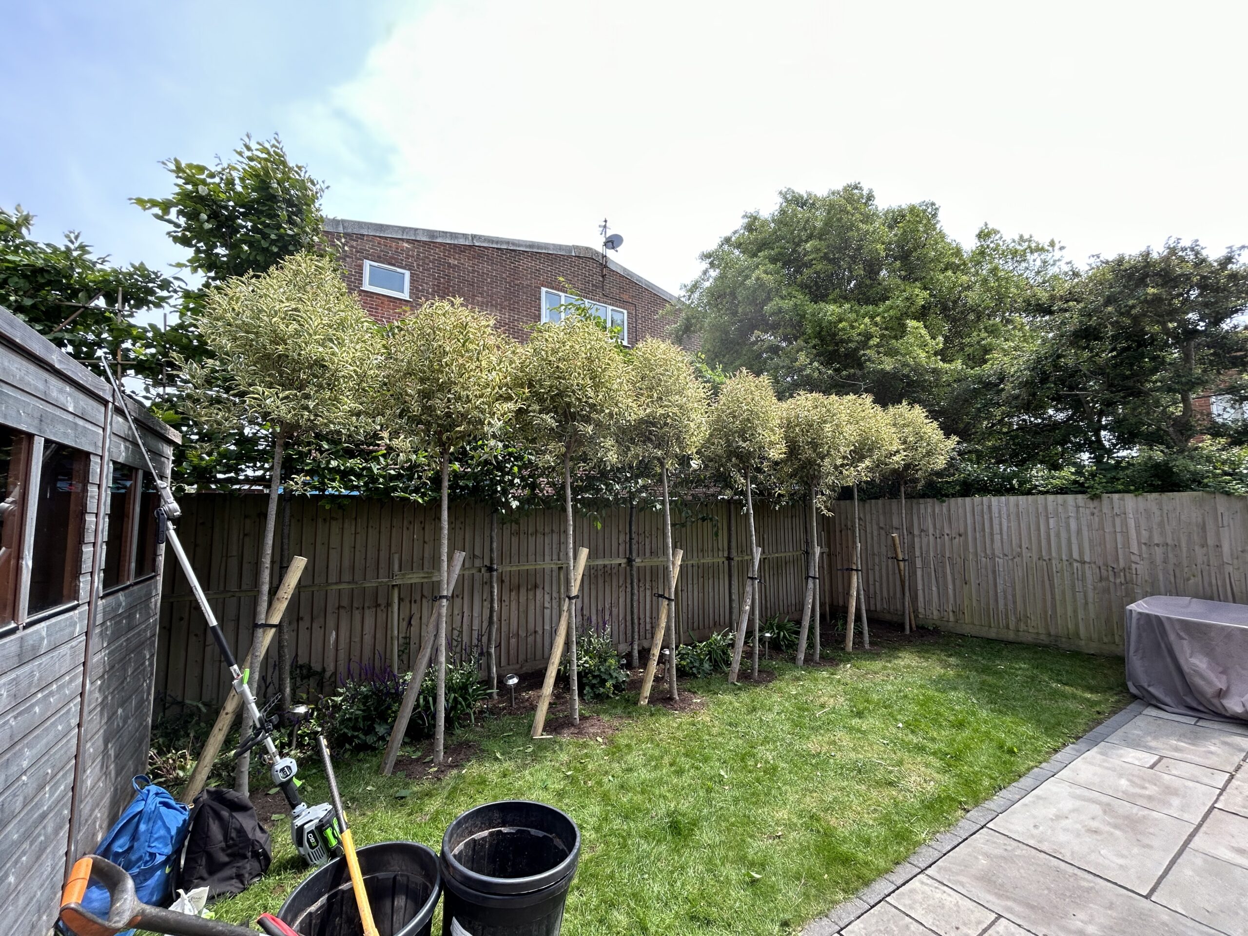 Screening Trees in Milford on Sea