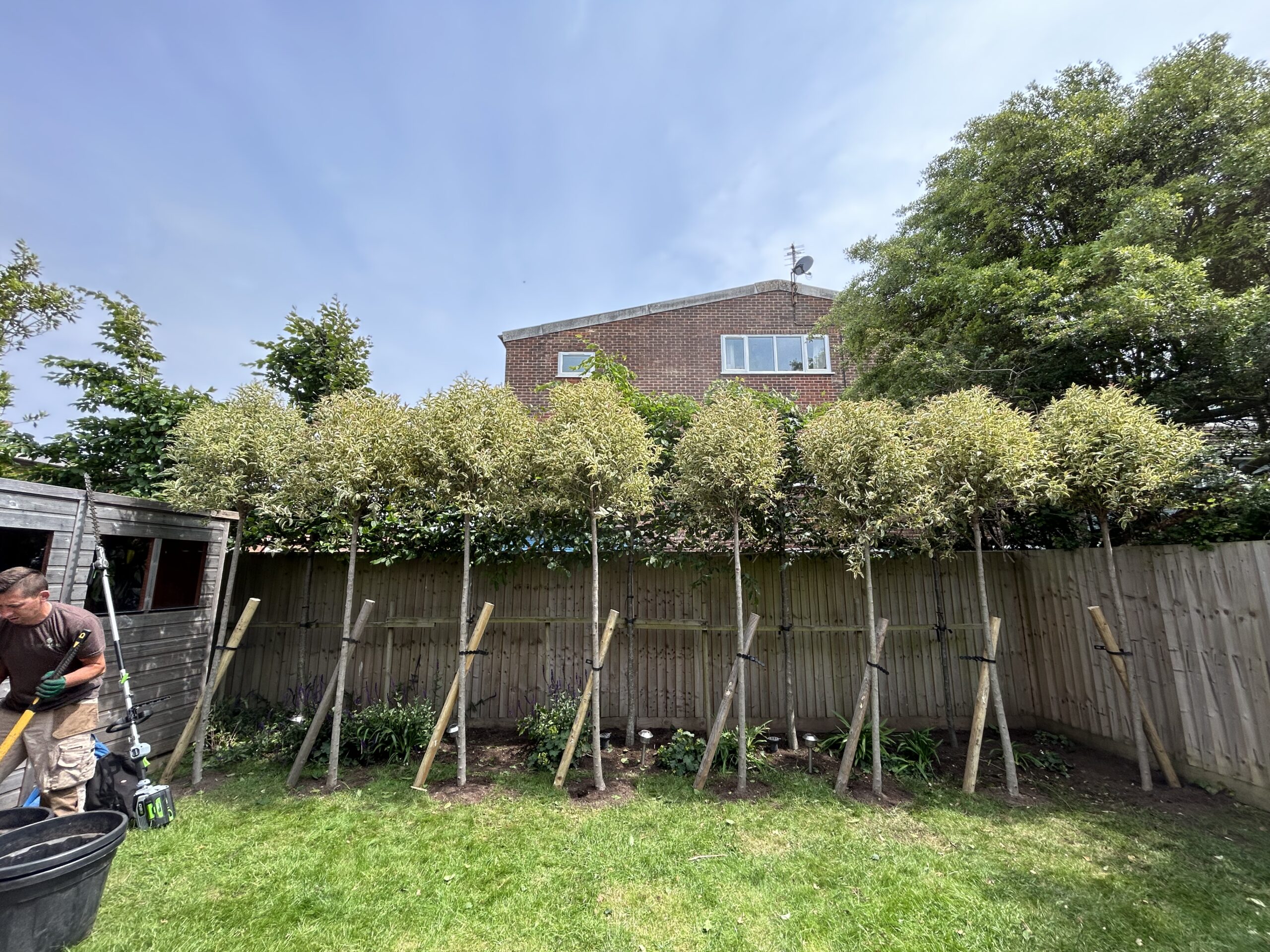 Ligustrum excelsius 'Superbum' in Milford on Sea