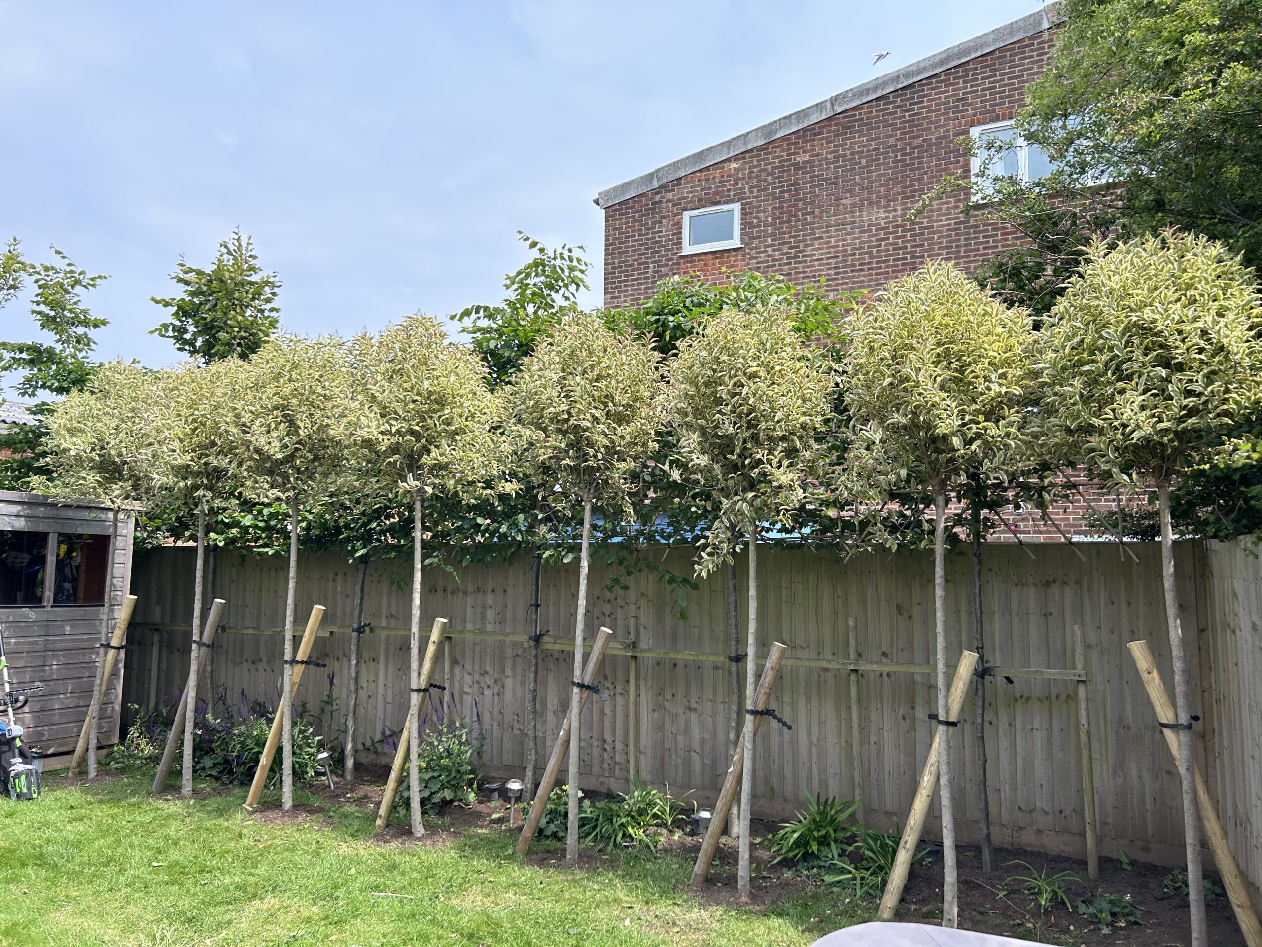 Ligustrum excelsius in Milford on Sea