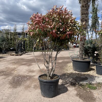 Photinia x fraseri (Red Robin) Multi-Stem Tree