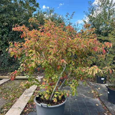 About Us Amelanchier lamarckii (Juneberry)