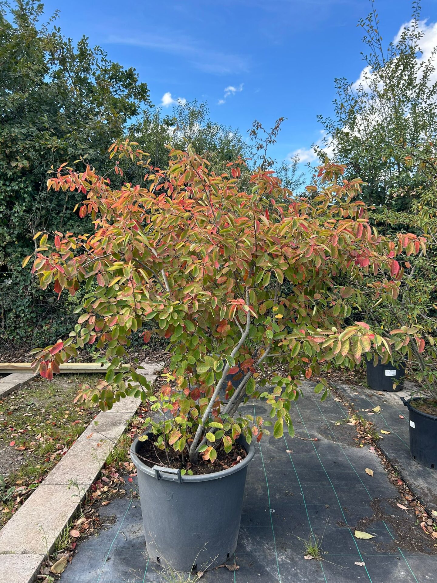 Amelanchier lamarckii (Juneberry – Multi-Stem) Amelanchier lamarckii (Juneberry)