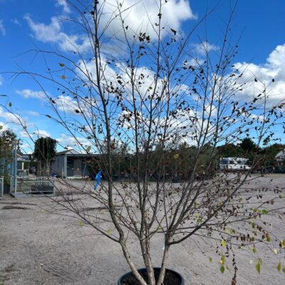 About Us Betula nigra (River Birch)