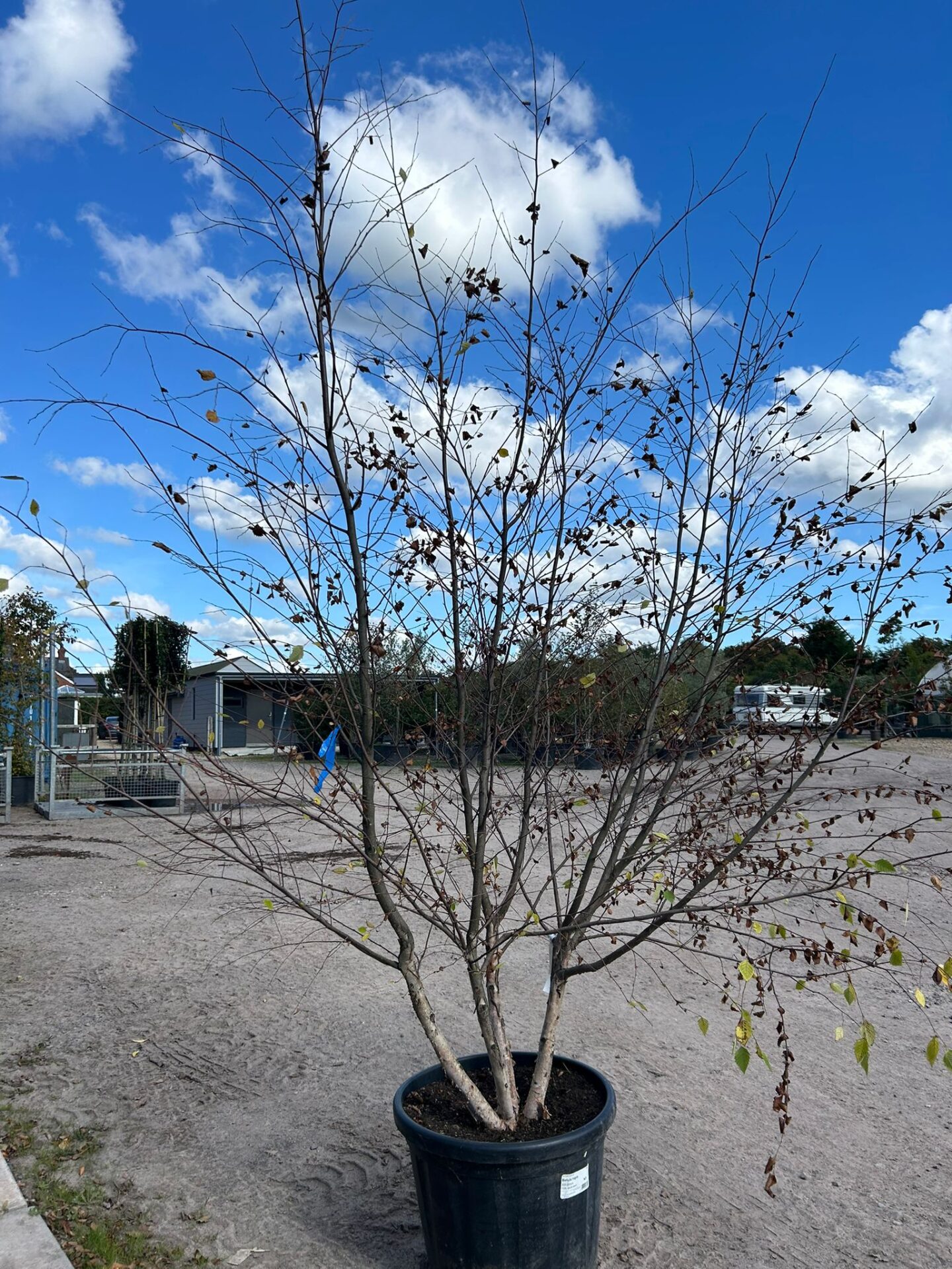 Betula nigra (River Birch – Multi-Stem) Betula nigra (River Birch)