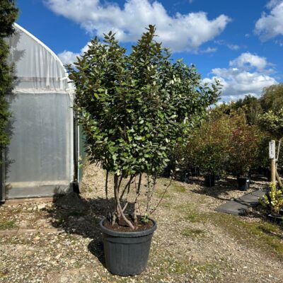 Elaeagnus x ebbingei