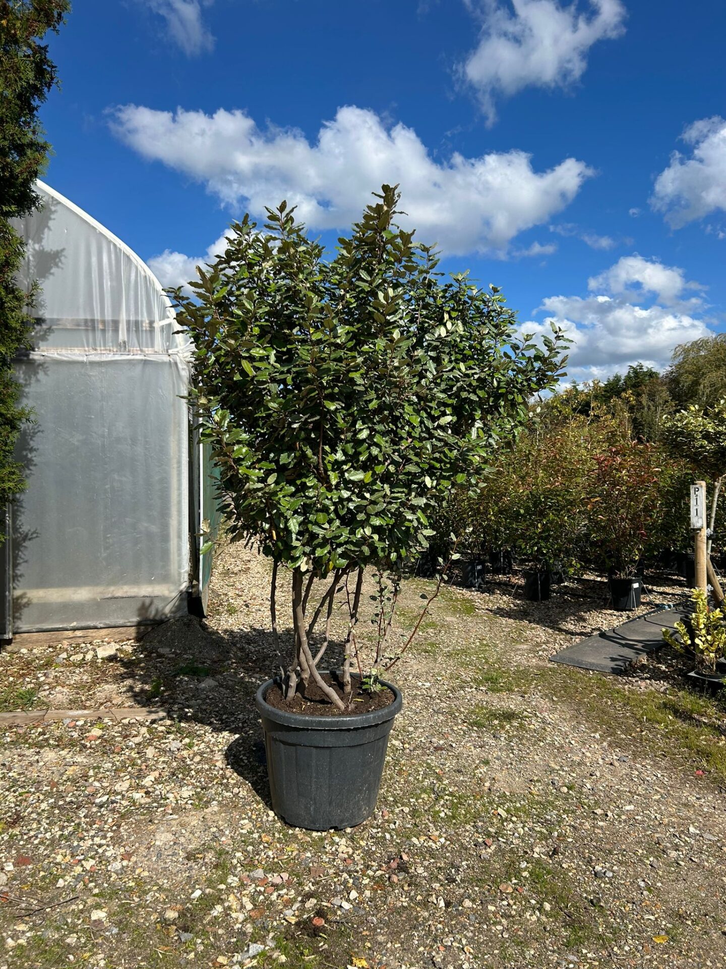 Elaeagnus x ebbingei (Multi-Stem) Elaeagnus x ebbingei