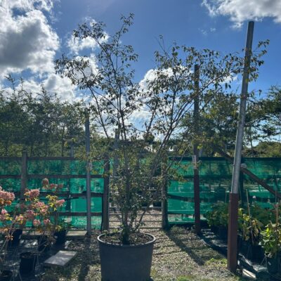 Prunus serrula (Tibetan Cherry)