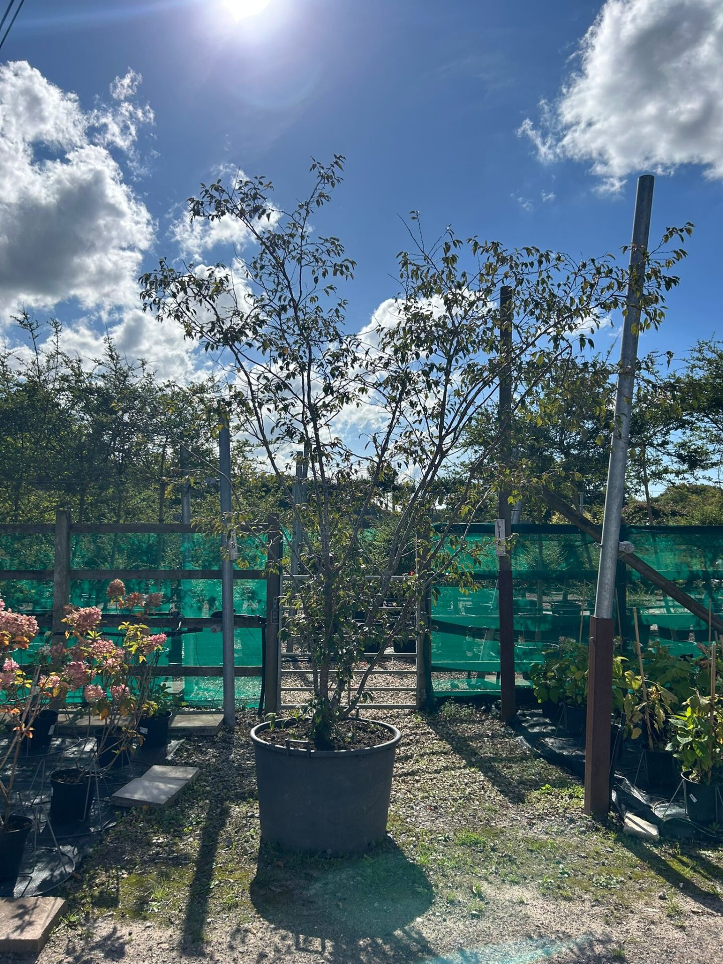 Prunus serrula (Tibetan Cherry – Multi-Stem) Prunus serrula (Tibetan Cherry)