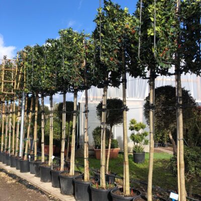 Ilex R Nellie Stevens Pleached Tree