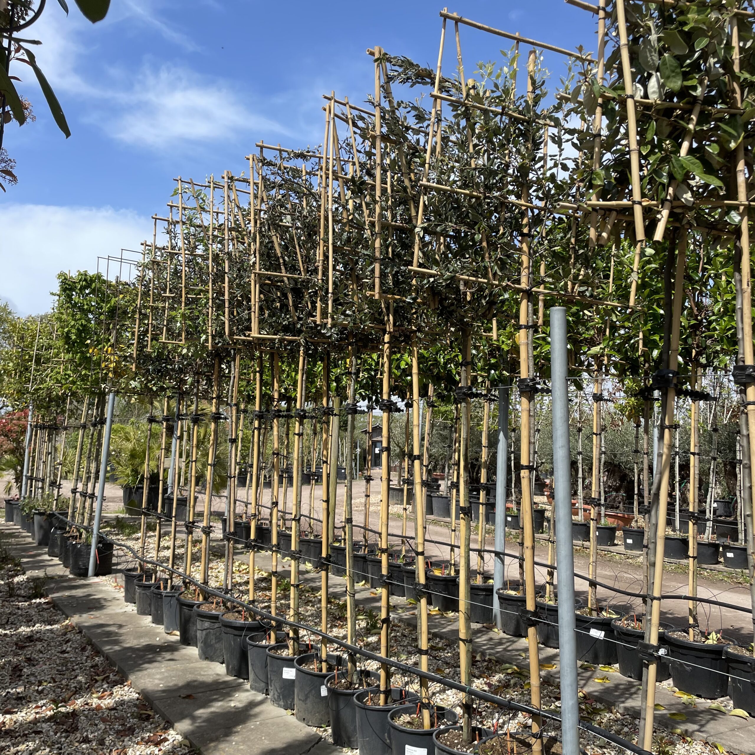 Quercus Ilex Holm Oak Pleached Tree Folium And Flos