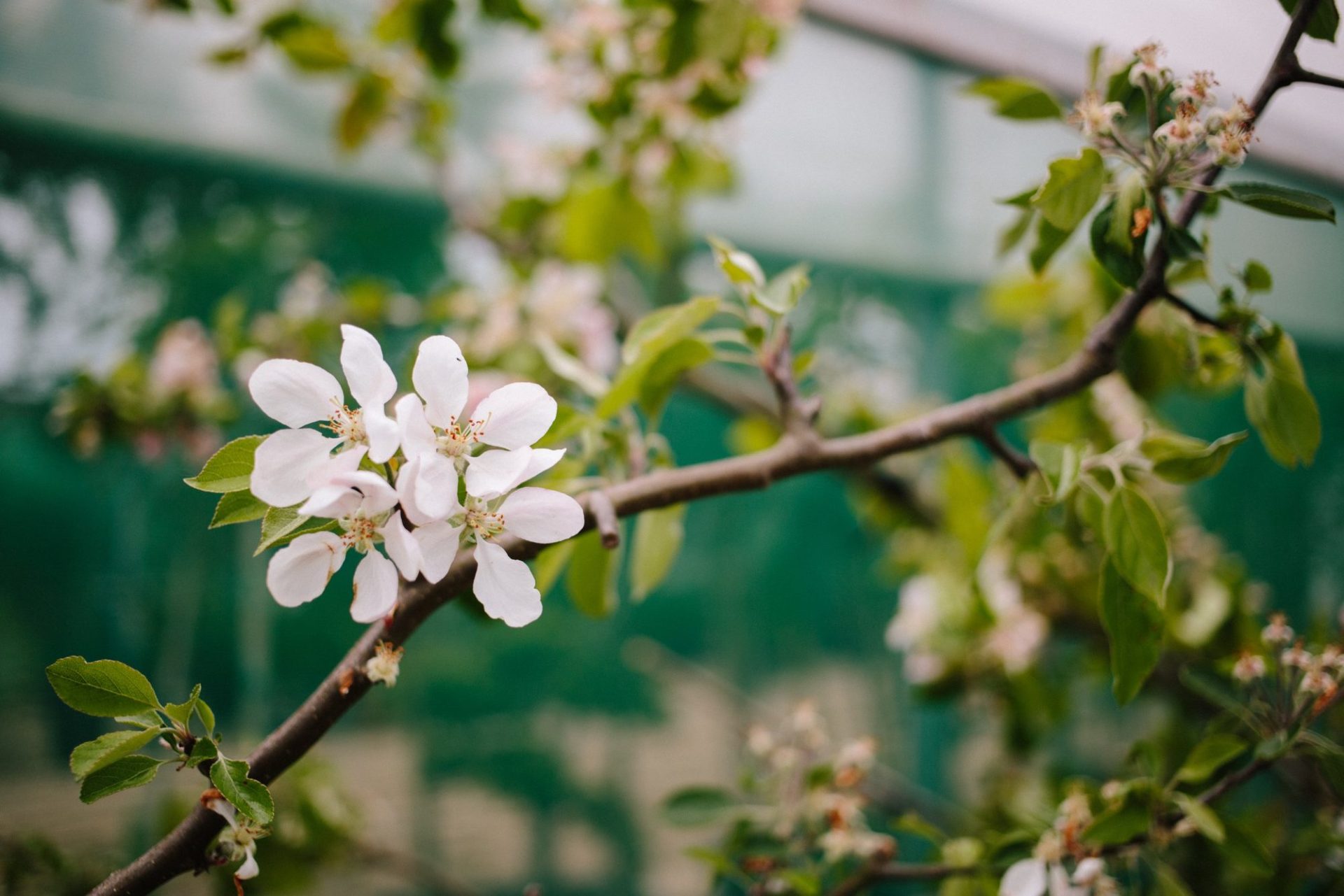 Wholesale Plant Nursery - Folium and Flos Apple blossom