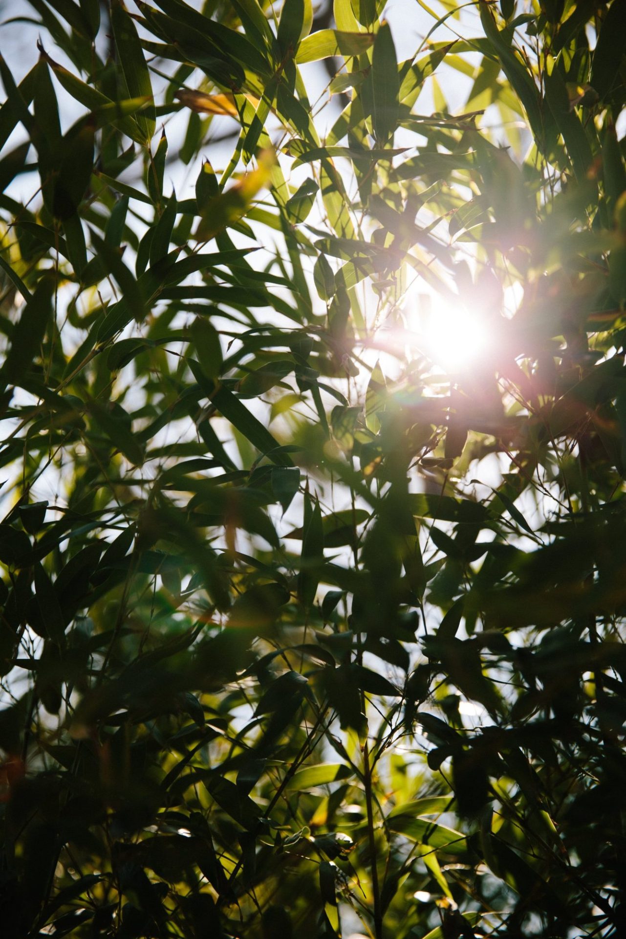 Wholesale Plant Nursery - Folium and Flos Bamboo leaves against the sun
