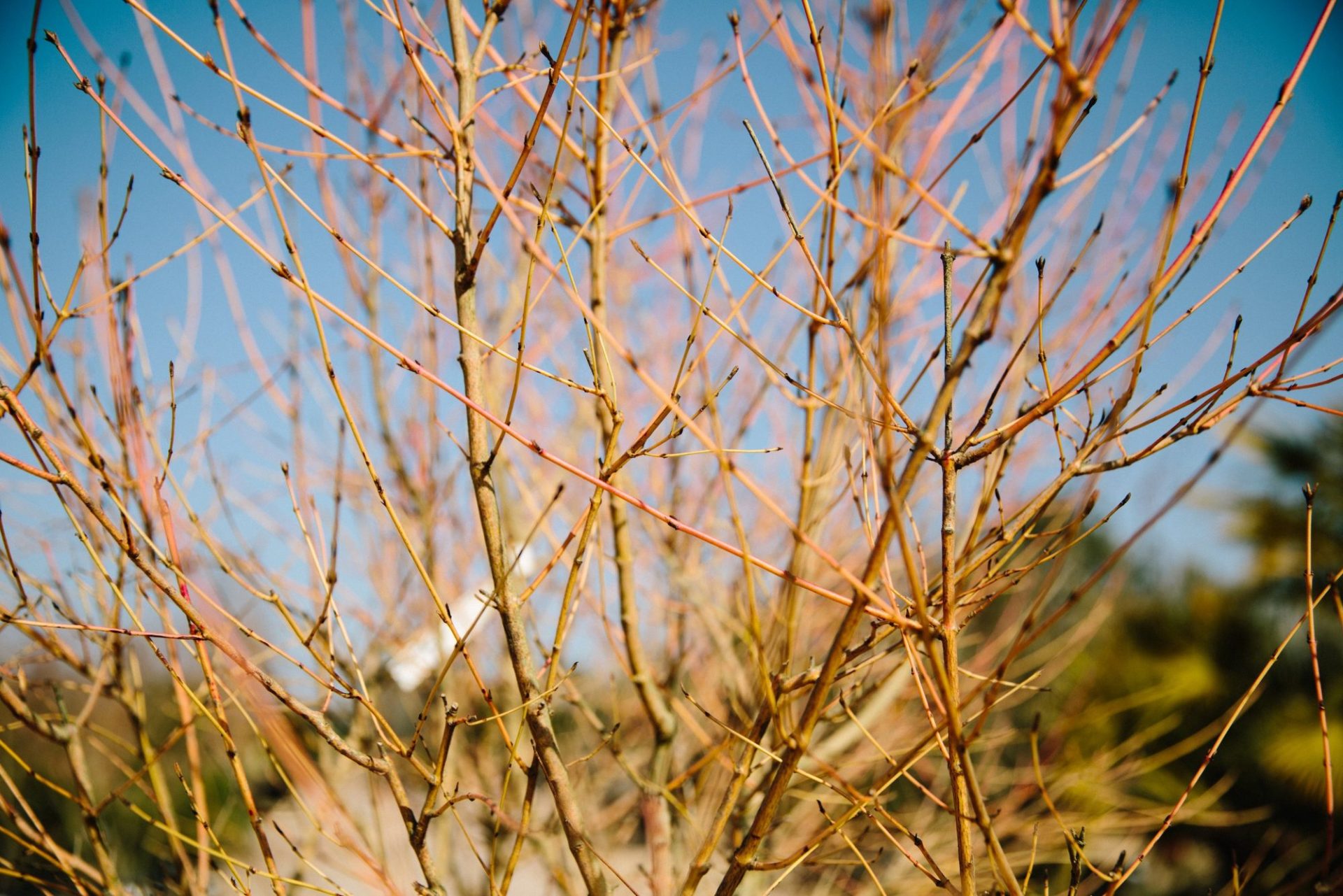Wholesale Plant Nursery - Folium and Flos Coloured dogwood stems in winter