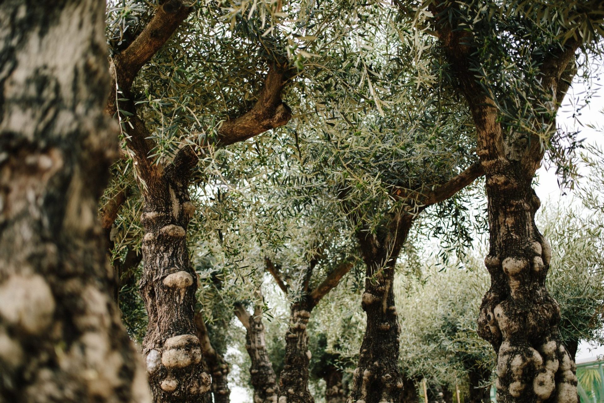 Wholesale Plant Nursery - Folium and Flos Gnarled olive trunks on the nursery