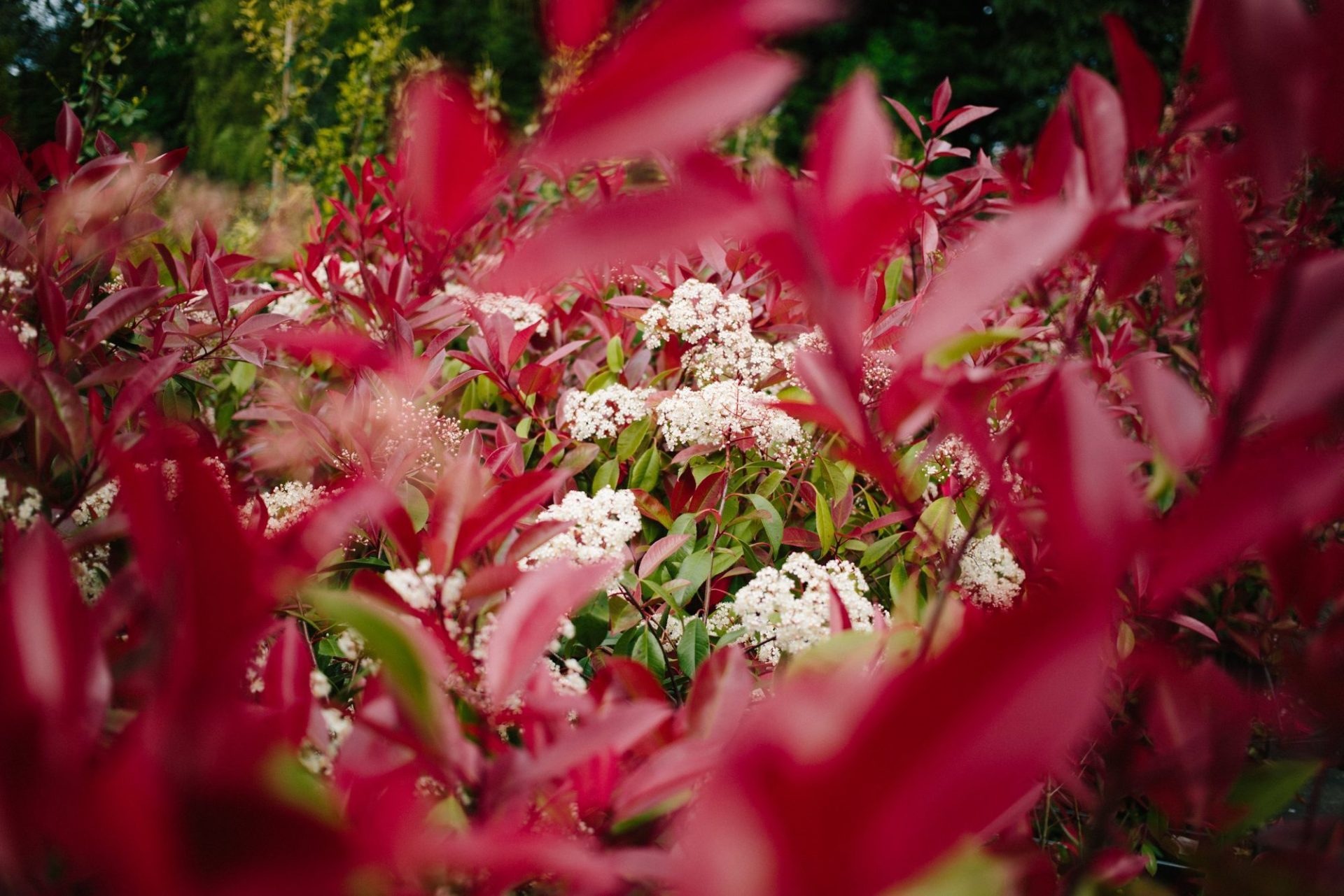 Visit the Nursery Photinia in flower