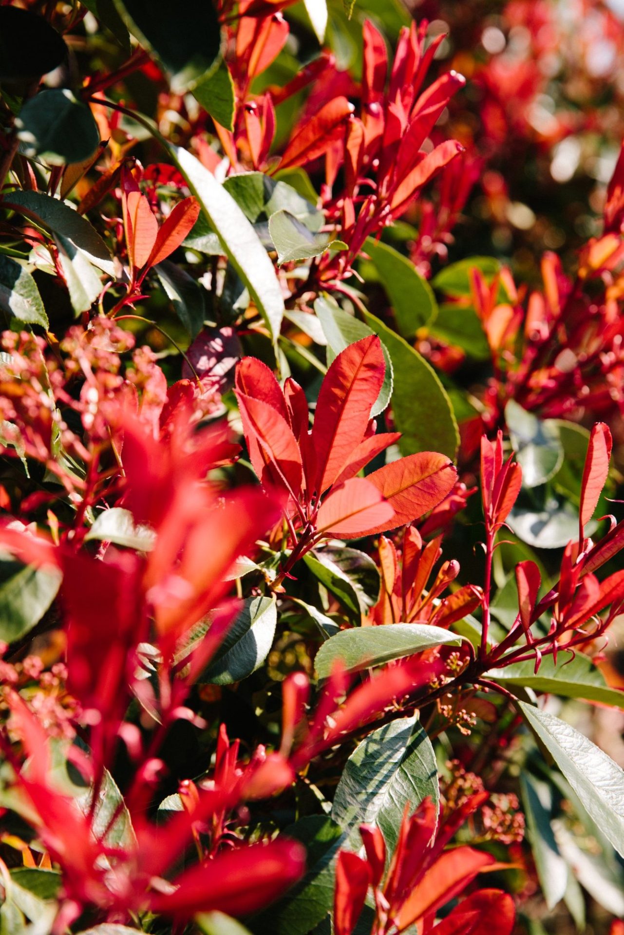 Wholesale Plant Nursery - Folium and Flos Close-up of red photinia hedging leaves