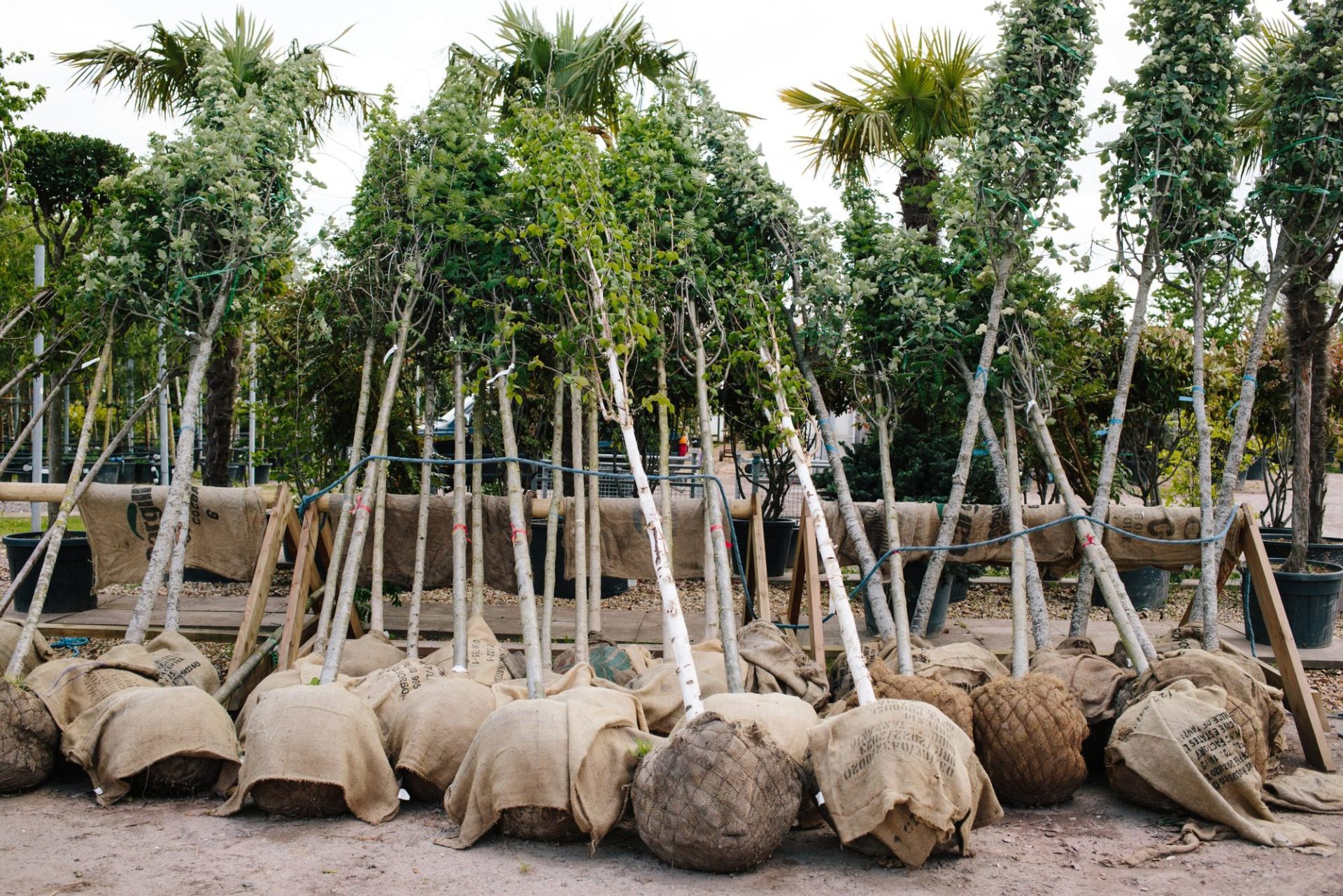 Wholesale Plant Nursery - Folium and Flos Root-balled deciduous trees in hessian