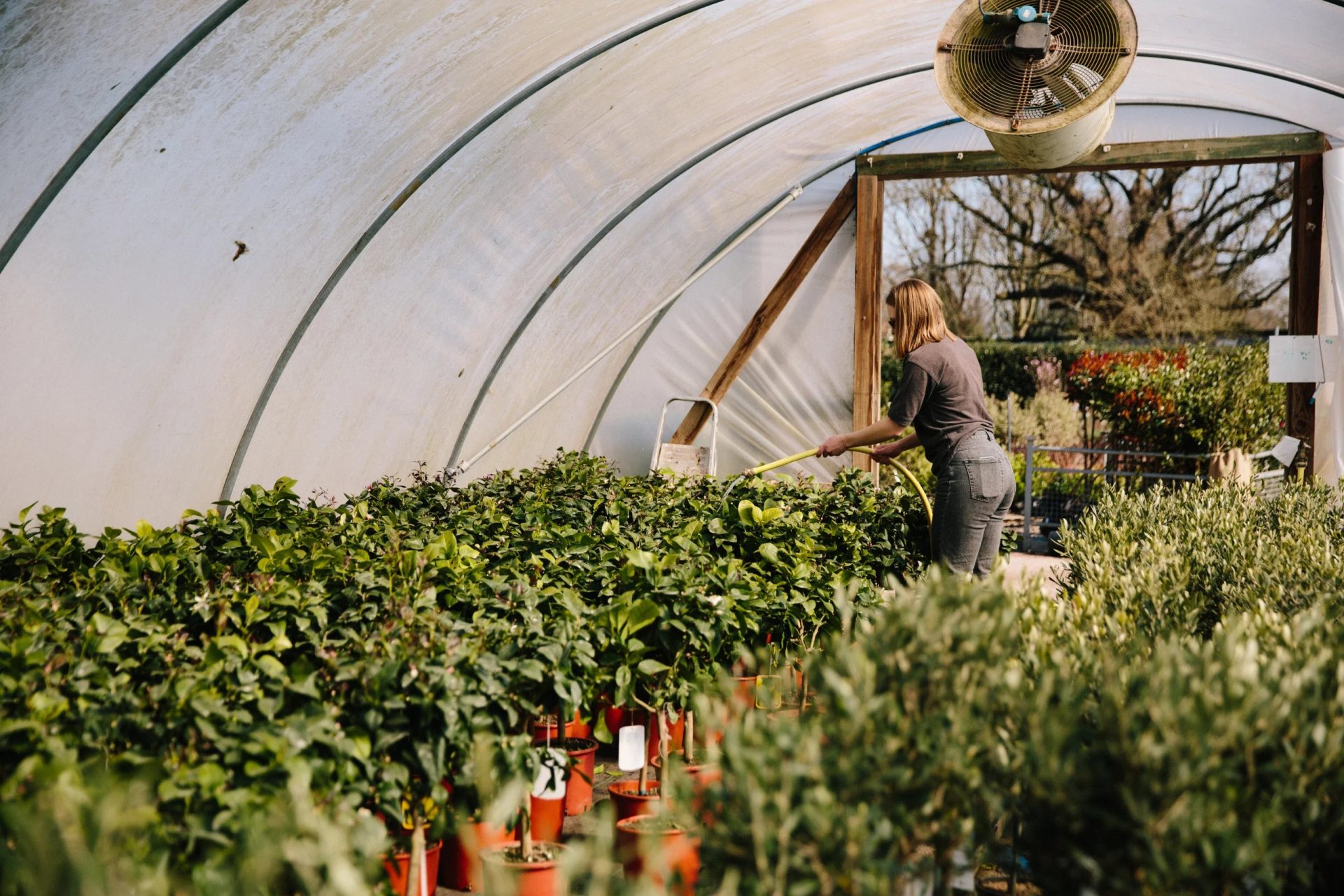 Standard evergreen trees in pots on the nursery