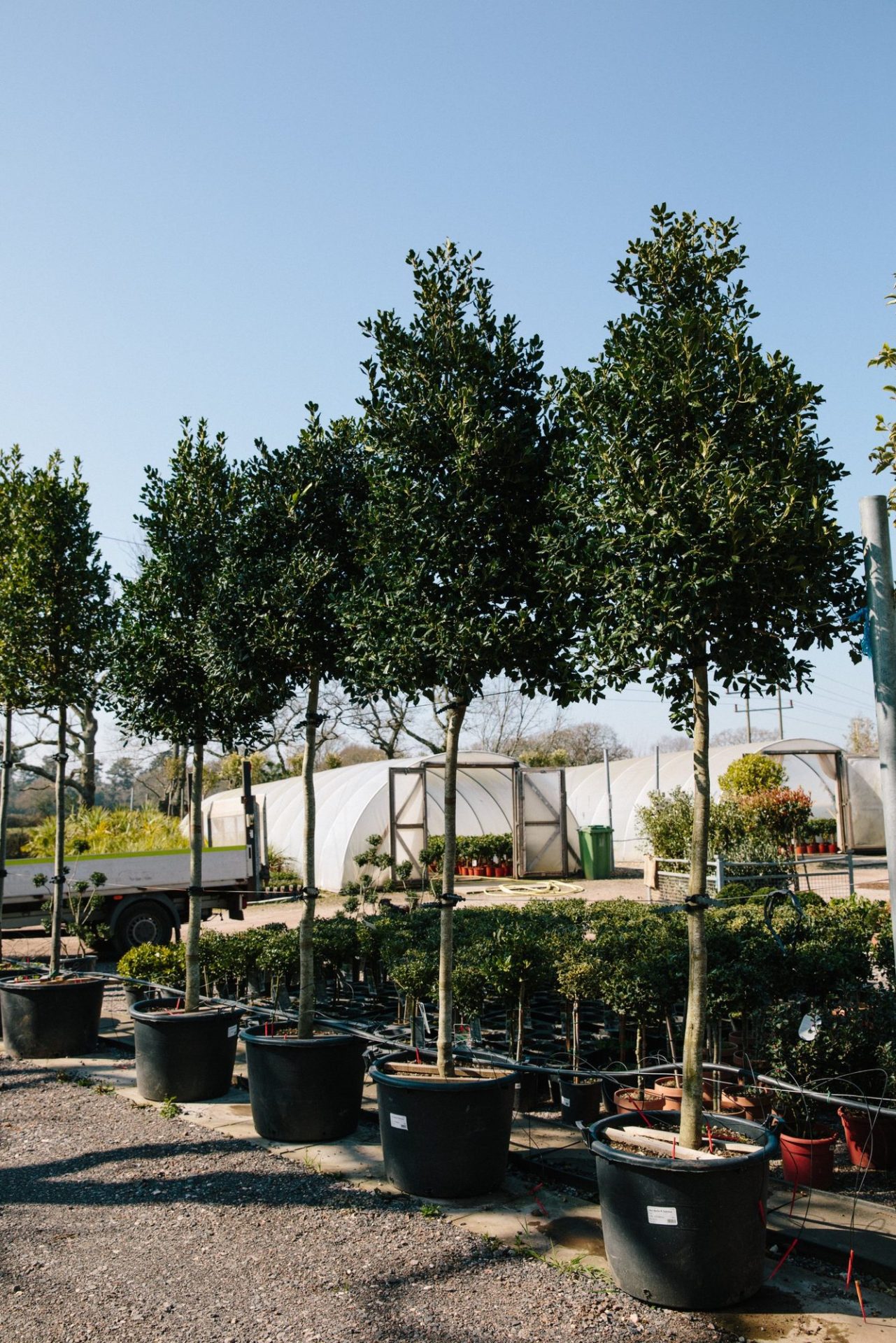 Wholesale Plant Nursery - Folium and Flos Standard evergreen trees in pots