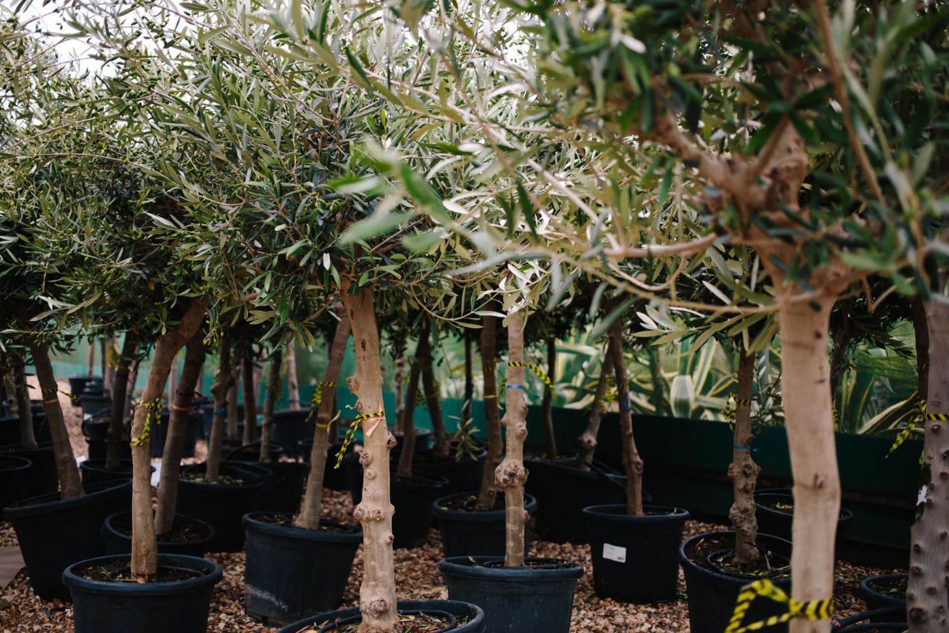 Visit the Nursery Standard olive trees in pots at the nursery