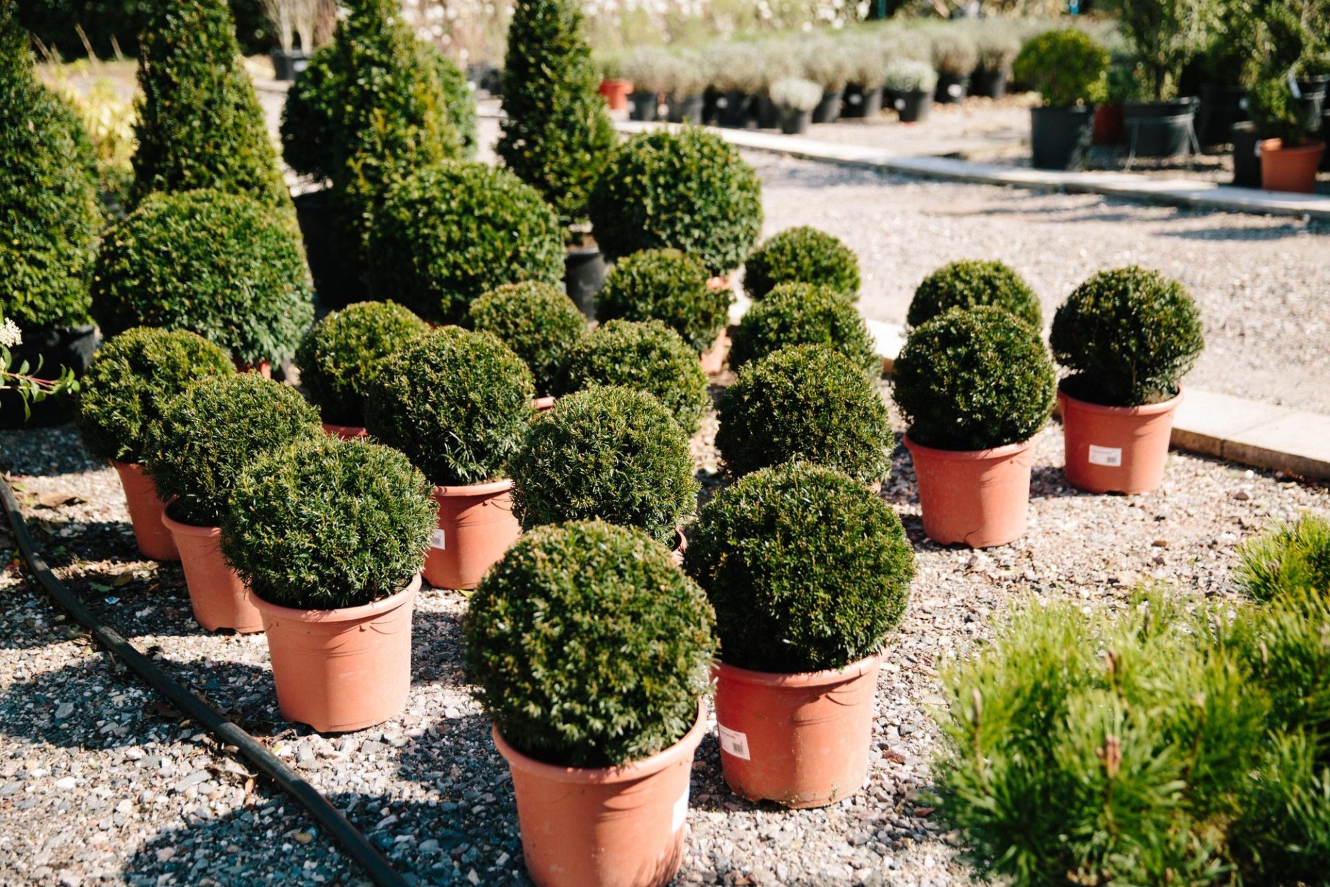 Wholesale Plant Nursery - Folium and Flos Yew topiary balls and cones